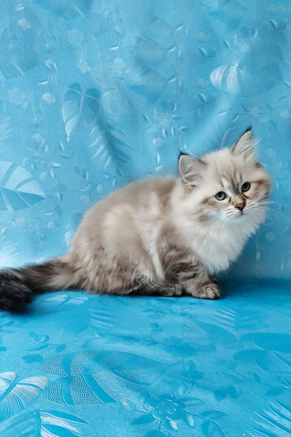 Zlata | Siberian Kitten