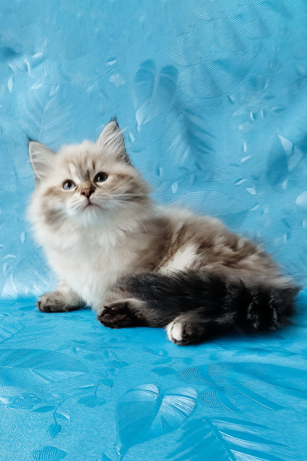 Zlata | Siberian Kitten