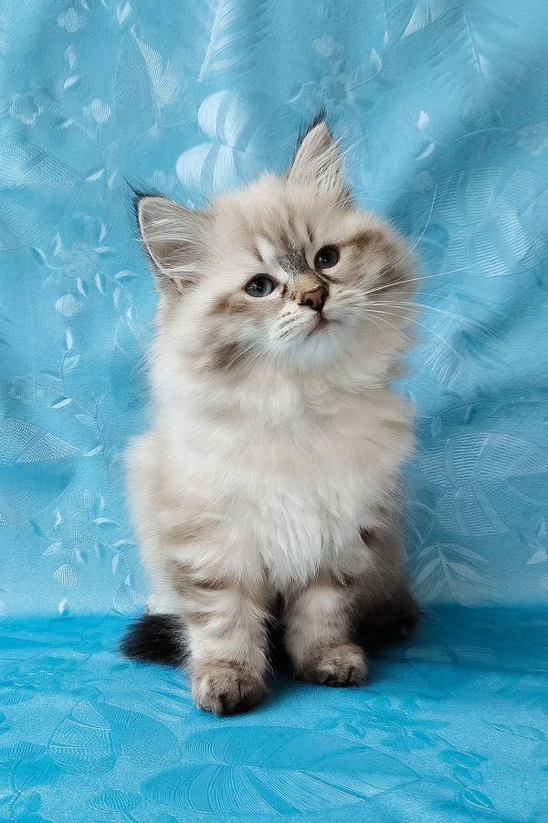 Zlata | Siberian Kitten