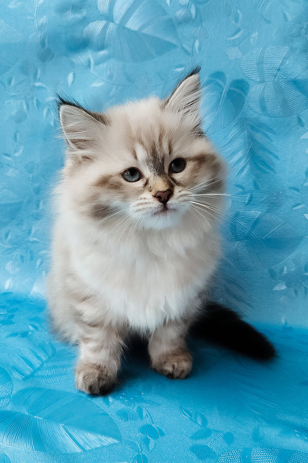 Zlata | Siberian Kitten