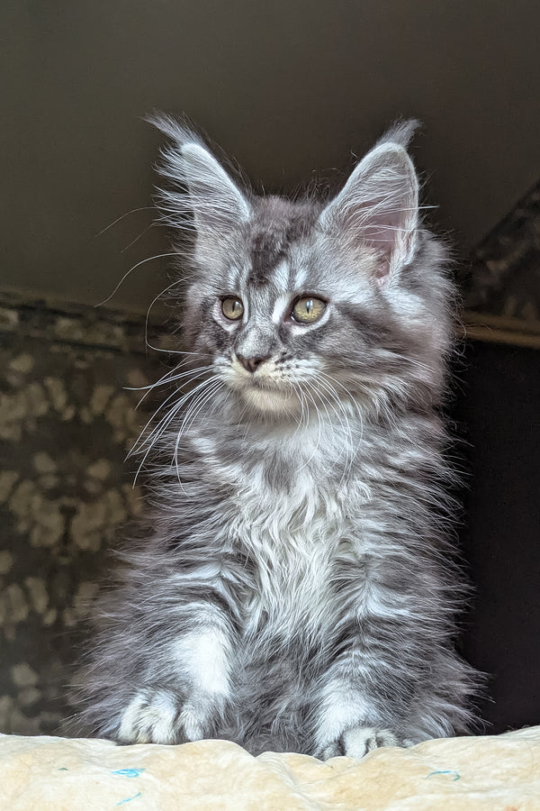 Zlata | Maine Coon Kitten