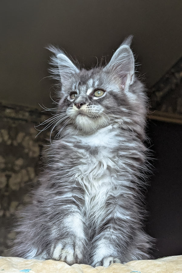 Zlata | Maine Coon Kitten