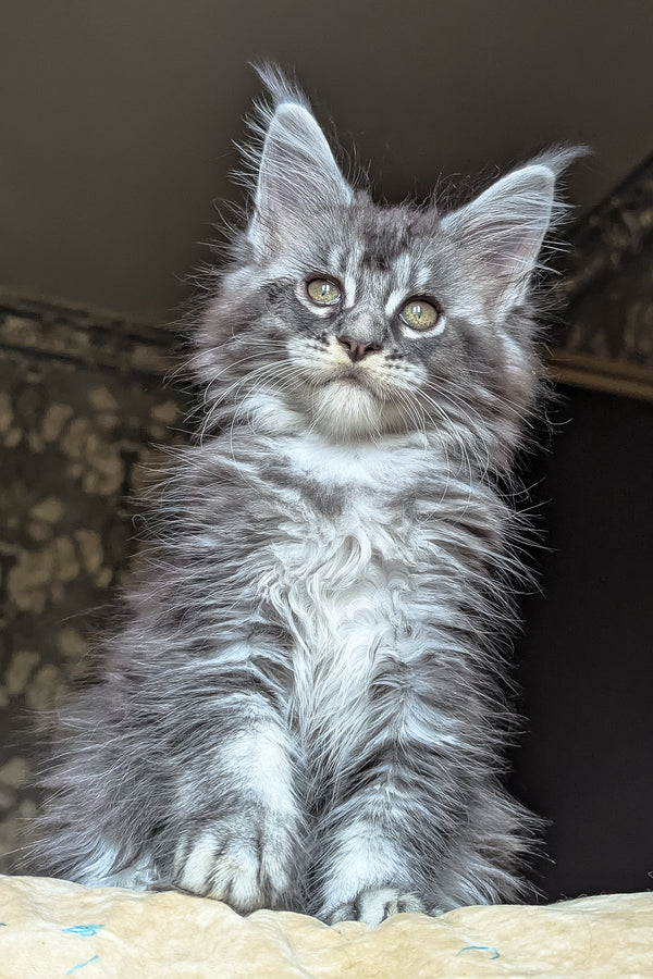 Zlata | Maine Coon Kitten