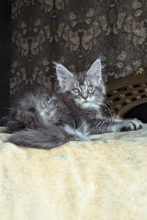 Zlata | Maine Coon Kitten