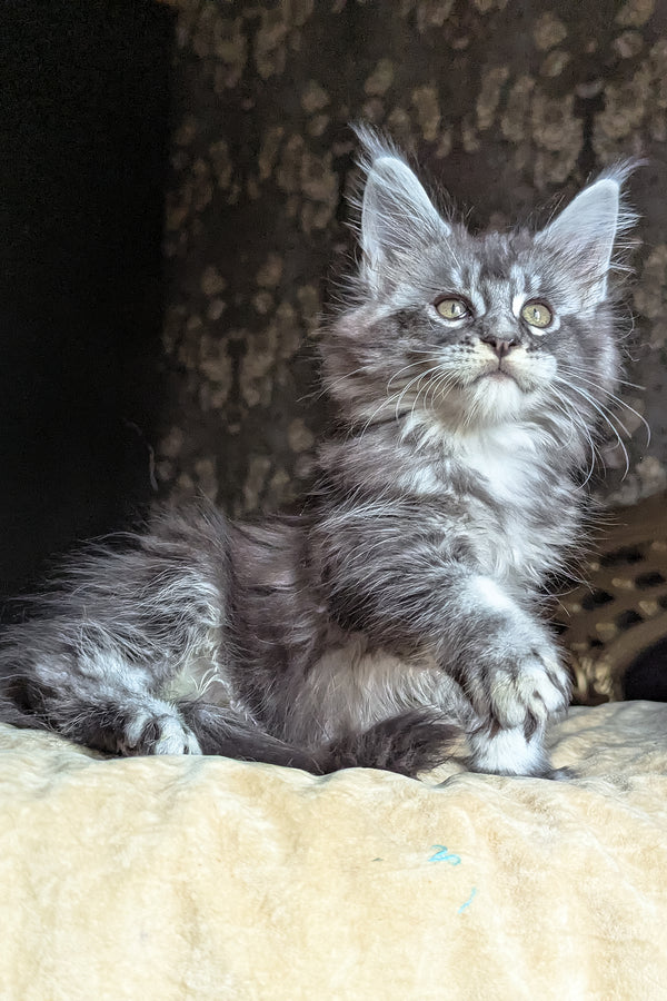 Zlata | Maine Coon Kitten