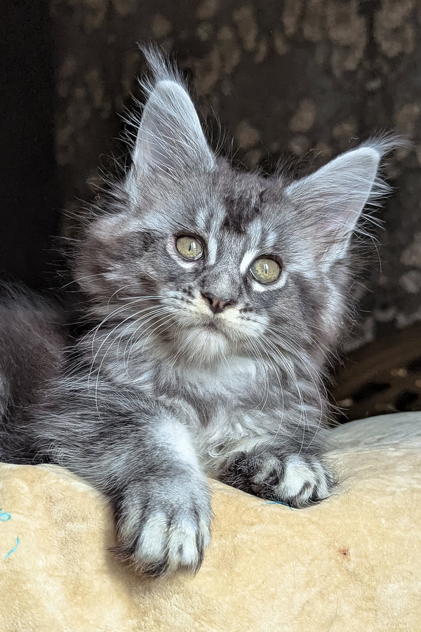 Zlata | Maine Coon Kitten