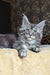 Zlata | Maine Coon Kitten
