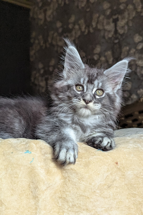 Zlata | Maine Coon Kitten