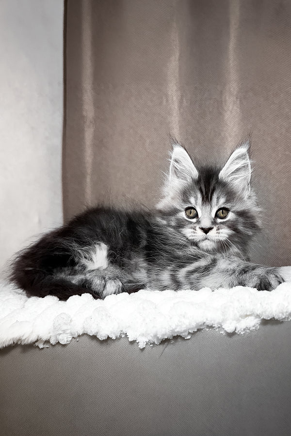Zlata | Maine Coon Kitten