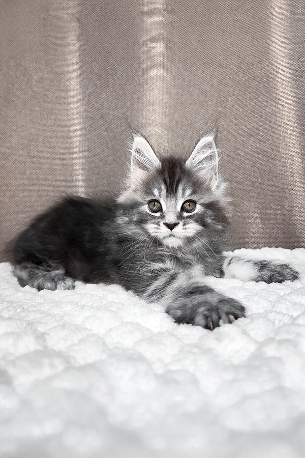 Zlata | Maine Coon Kitten