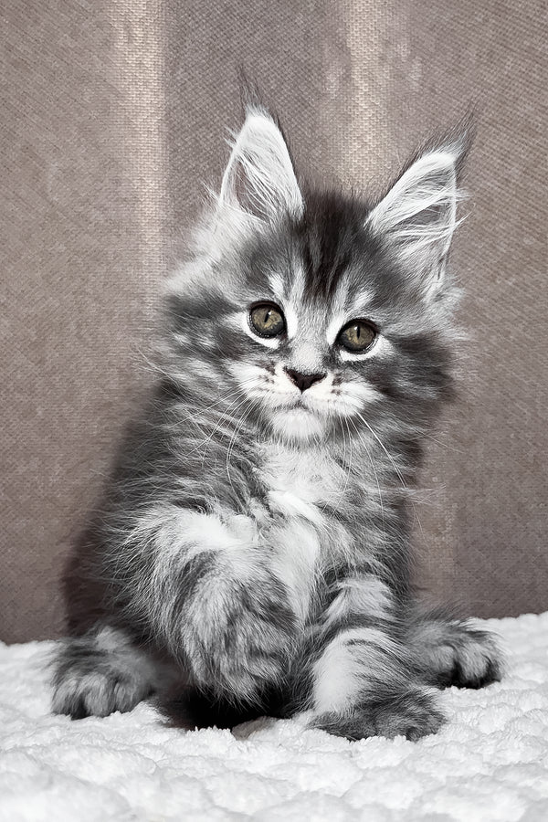 Zlata | Maine Coon Kitten