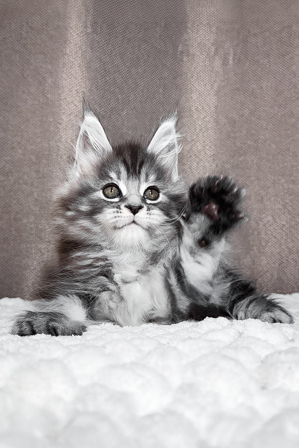 Zlata | Maine Coon Kitten