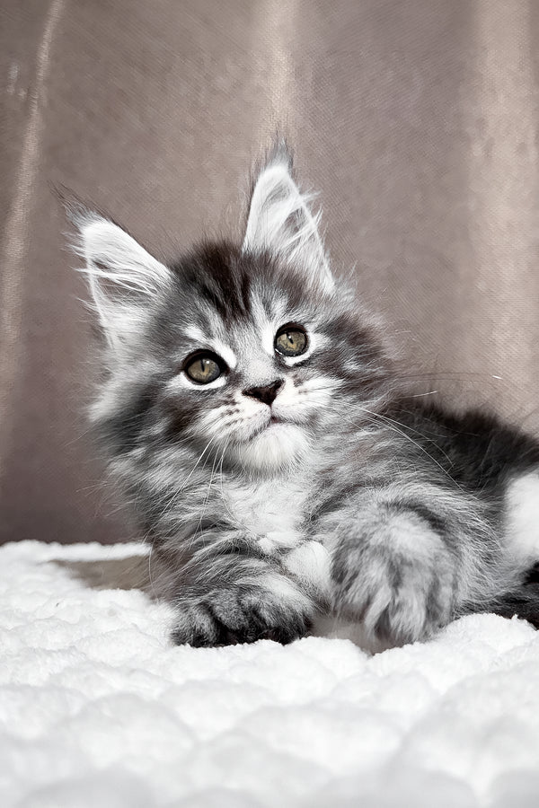 Zlata | Maine Coon Kitten