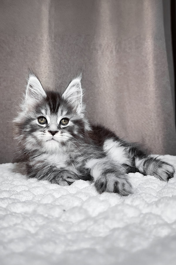 Zlata | Maine Coon Kitten