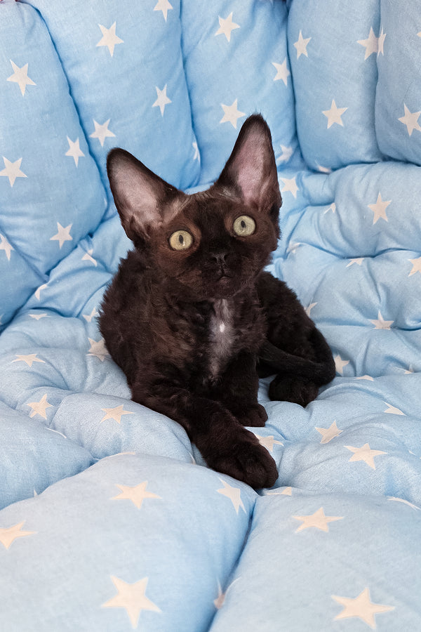 Zorro | Devon Rex Kitten