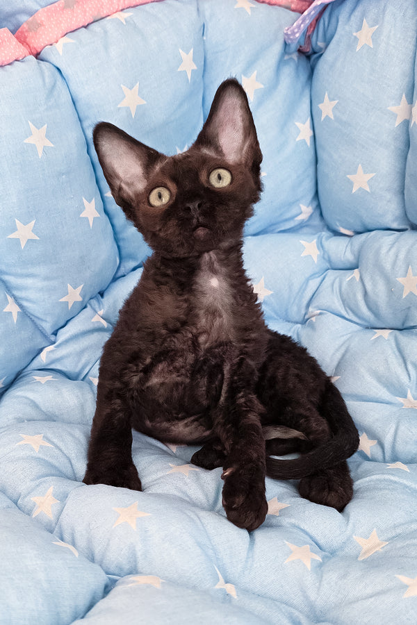 Zorro | Devon Rex Kitten