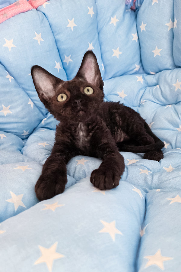 Zorro | Devon Rex Kitten