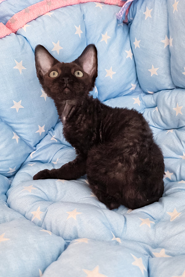 Zorro | Devon Rex Kitten