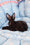Zorro | Devon Rex Kitten