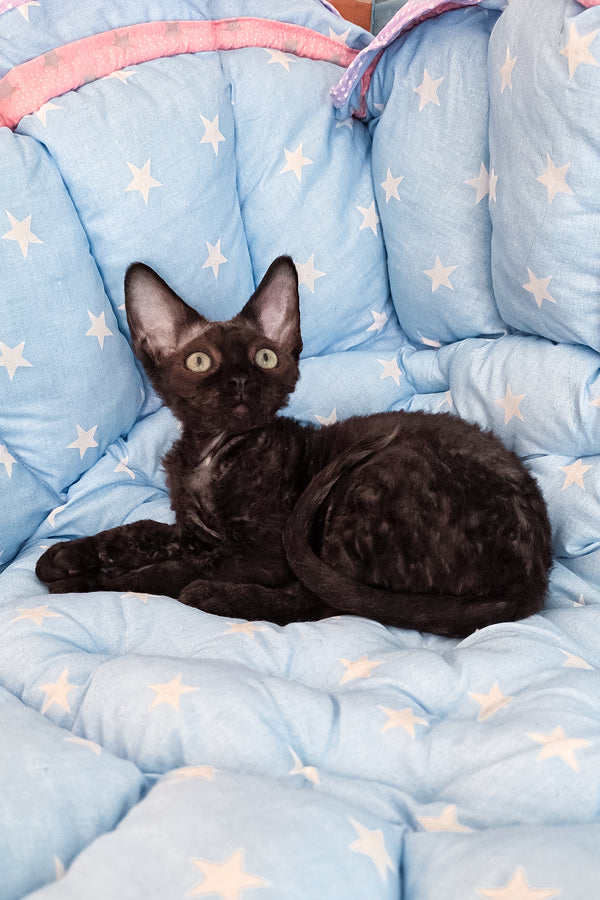 Zorro | Devon Rex Kitten