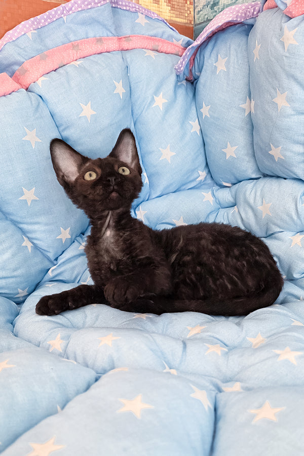 Zorro | Devon Rex Kitten