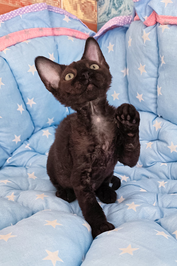 Zorro | Devon Rex Kitten