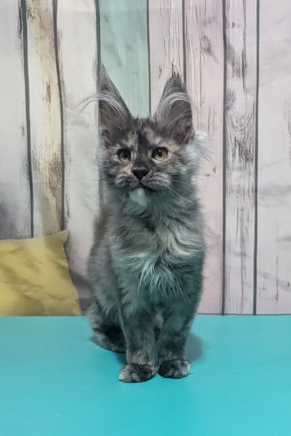 Zara | Maine Coon Kitten