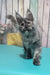 Zara | Maine Coon Kitten
