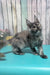 Zara | Maine Coon Kitten