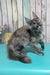Zara | Maine Coon Kitten