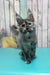 Zara | Maine Coon Kitten