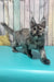 Zara | Maine Coon Kitten