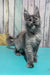 Zara | Maine Coon Kitten