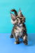 Zuria | Maine Coon Kitten