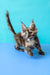 Zuria | Maine Coon Kitten