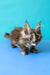 Zuria | Maine Coon Kitten