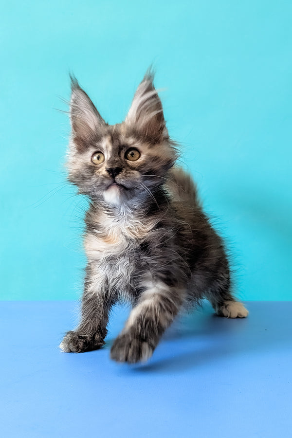Zuria | Maine Coon Kitten