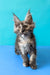 Zuria | Maine Coon Kitten