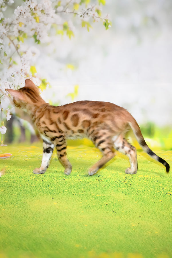 Florencia | Bengal Kitten