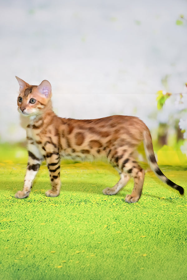 Florencia | Bengal Kitten