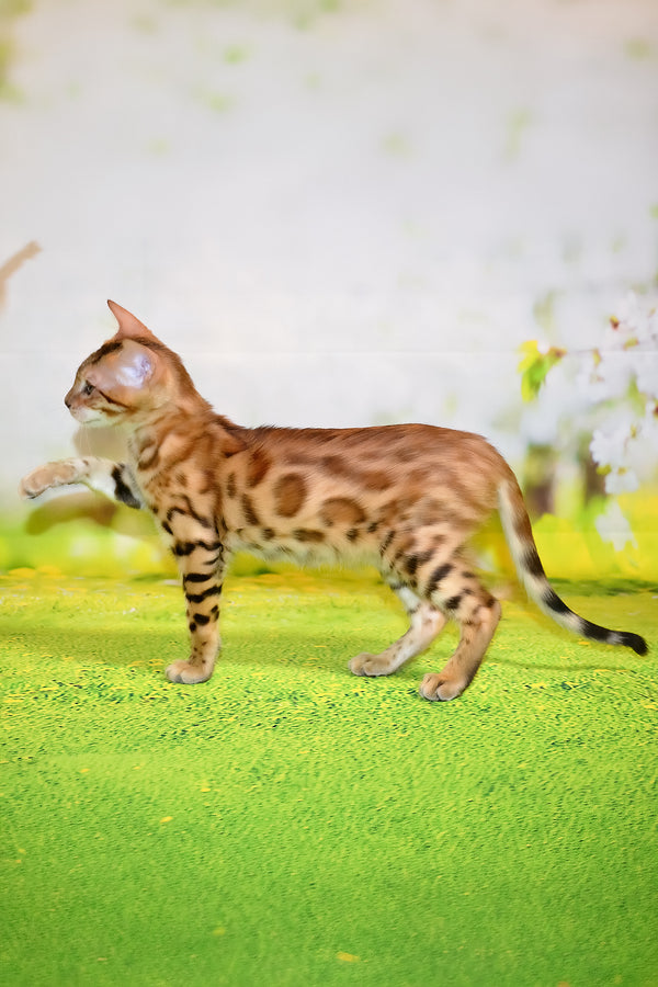 Florencia | Bengal Kitten