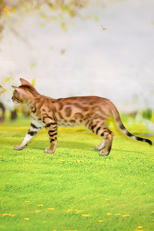 Florencia | Bengal Kitten