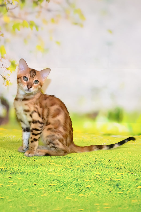 Florencia | Bengal Kitten