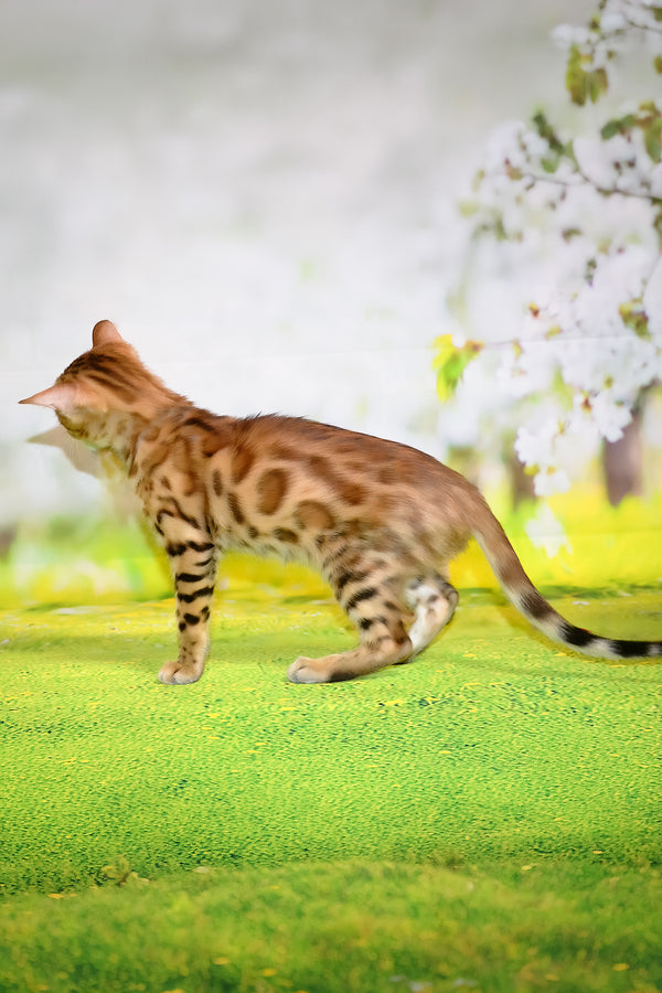 Florencia | Bengal Kitten