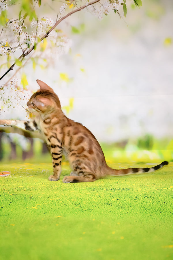 Florencia | Bengal Kitten