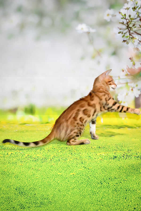 Florencia | Bengal Kitten