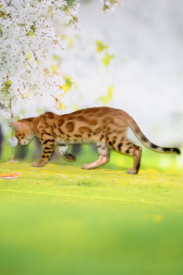 Florencia | Bengal Kitten