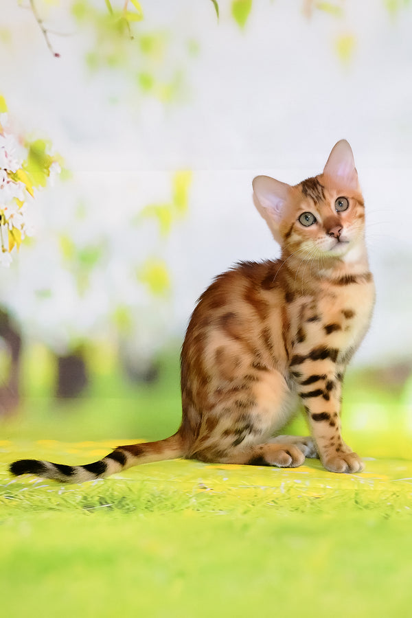 Florencia | Bengal Kitten