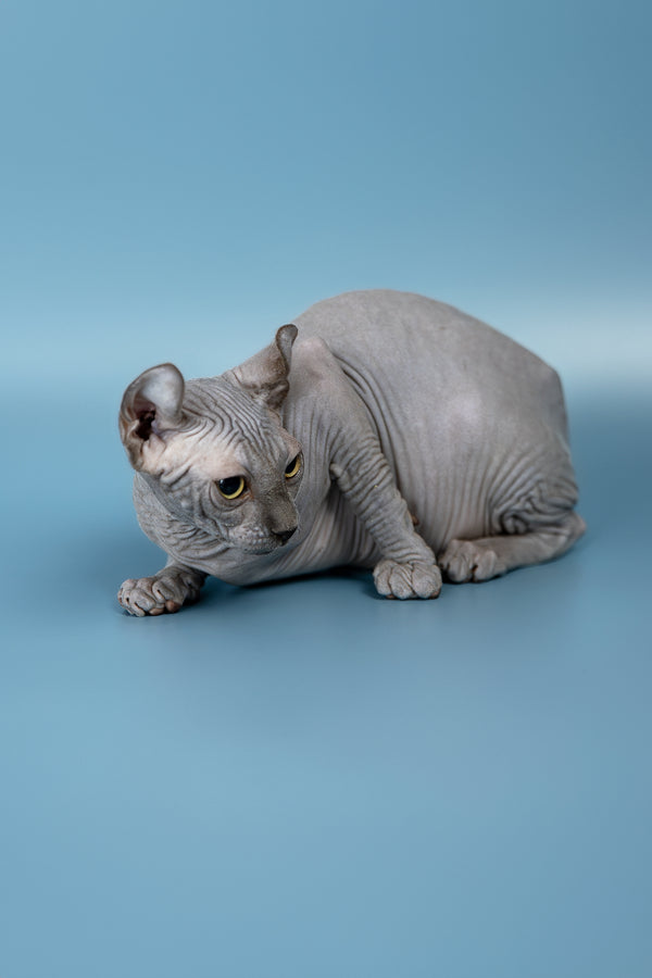 Pandora | Elf Sphynx Kitten