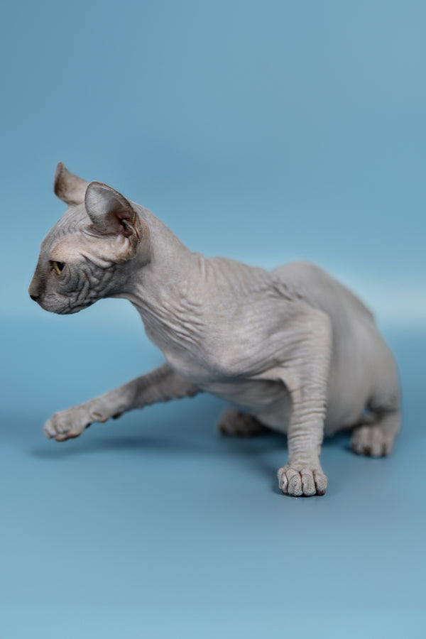 Pandora | Elf Sphynx Kitten